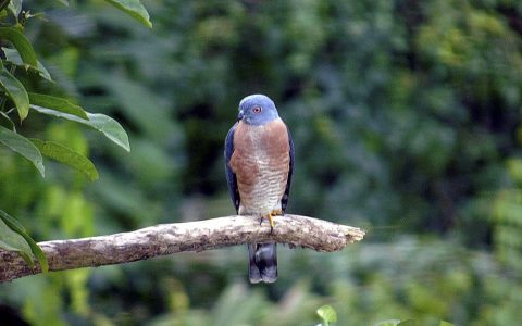 Ecuador contabiliza más de 1.600 especies de aves diferentes