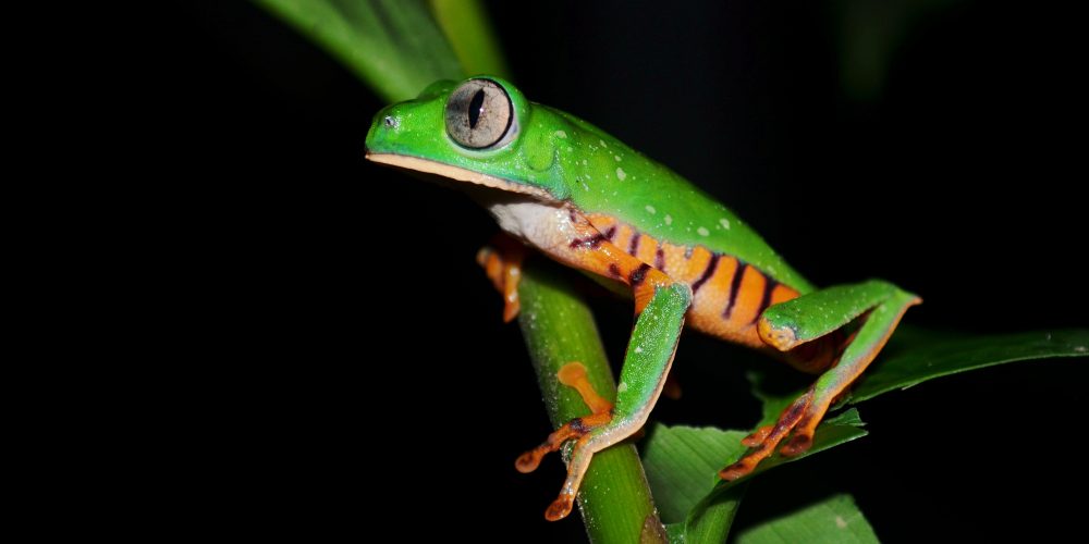 Anfibios en la noche del Parque Nacional de Yasuní, una experiencia en la selva Amazónica