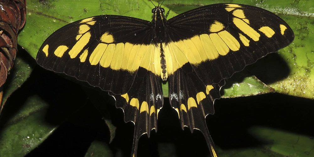 Las mariposas diurnas advierten del cambio climático