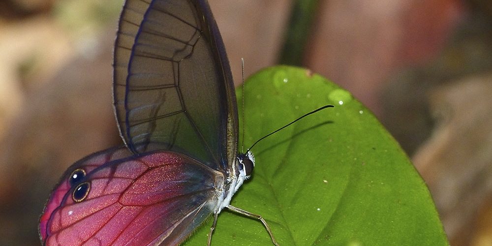 Publicada la «Guía de los Artrópodos del Parque Nacional de Yasuní»